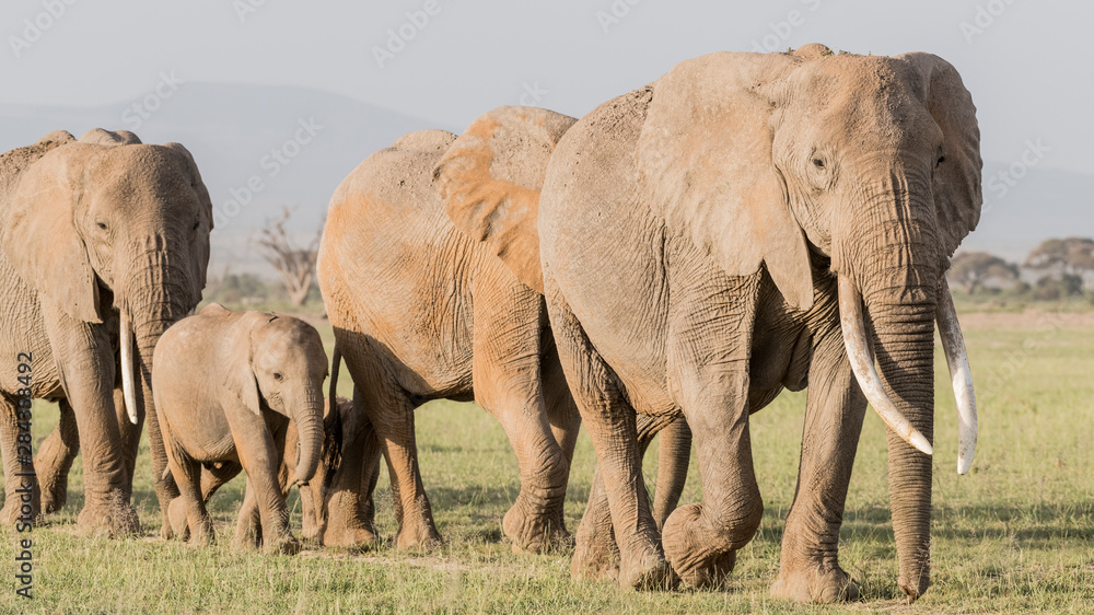 Africa, Kenya, Amboseli National Park. Elephants on the march. Africa, Kenya, Amboseli National Park. Elephants on the march.