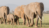 Africa, Kenya, Amboseli National Park. Elephants on the march.