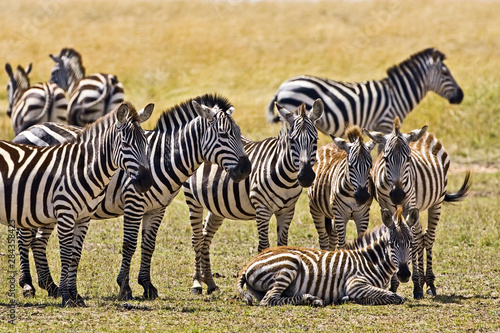 Zebras herding in the fields of the Maasai Mara Kenya. 