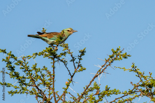 East Africa, Kenya, Chyulu Hills, Old Donyo Wuas Lodge, Mbirikani, Eurasian roller in acacia tree photo