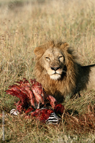 Kenya  Maasai Mara National Reserve  Adult male Lion  Panthera Leo  with killed zebra
