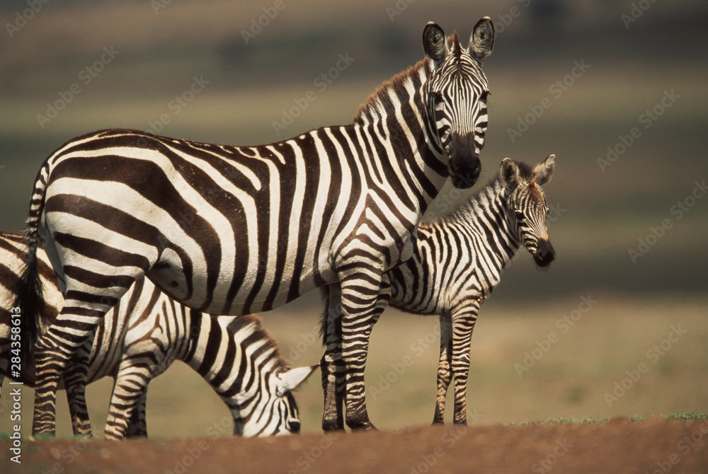 Fototapeta premium Kenya, Maasai Mara National Reserve, Baby Burchell's Zebra with mother