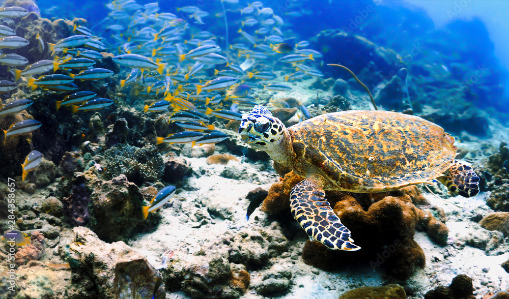 Fototapeta premium sea turtle on coral reef