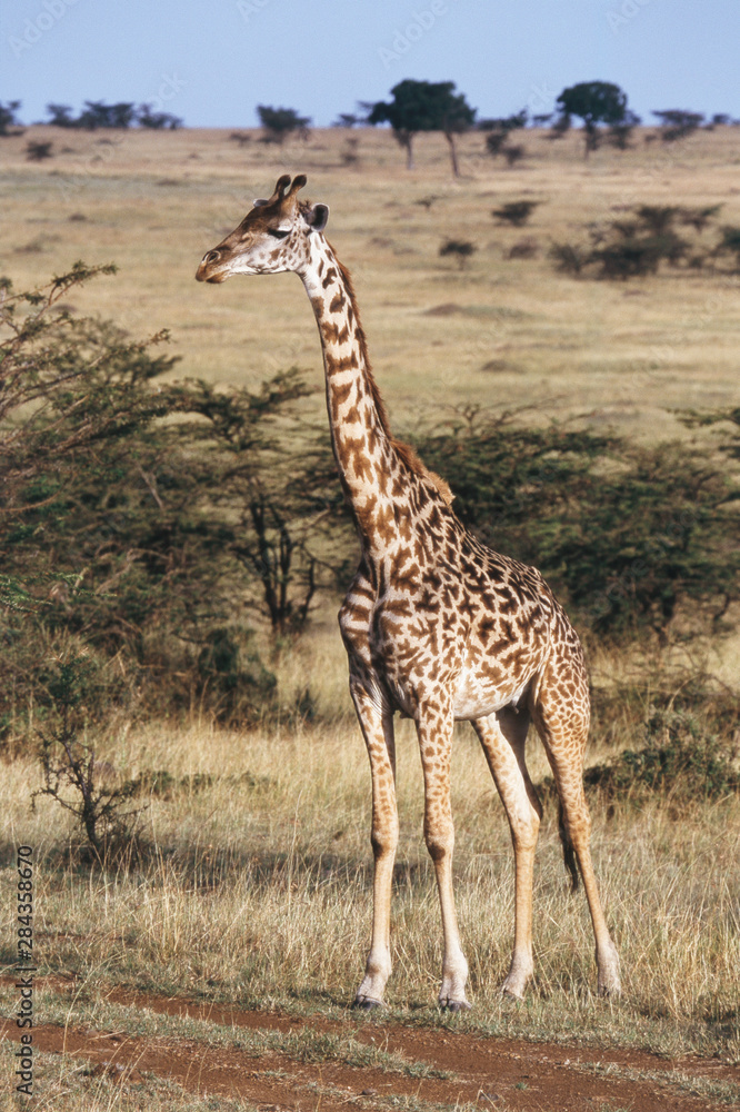 Obraz premium Kenya, Maasai Mara National Reserve, Maasai Giraffe(Giraffa Camelopardalis Tippelskirchi)