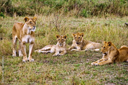 lions sitting the high grass of the Maasai Mara. 