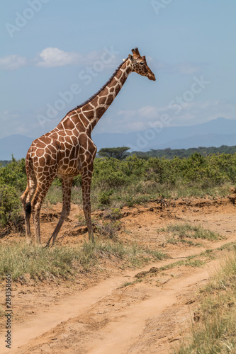 Africa  Kenya  Samburu National Park  Reticulated Giraffe  giraffa Camelopardalis Reticulata .