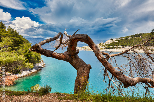 Tree silhouette. Pine. Pucisca  Brac Island  Croatia.