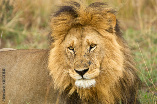 Fototapeta Naklejka Na Ścianę i Meble -  Kenya, Masai Mara. Close-up of lion. Credit as: Dennis Kirkland / Jaynes Gallery / DanitaDelimont.com