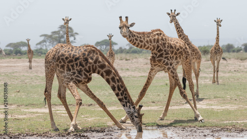 Africa  Kenya  Amboseli National Park. Giraffe drinking muddy water.