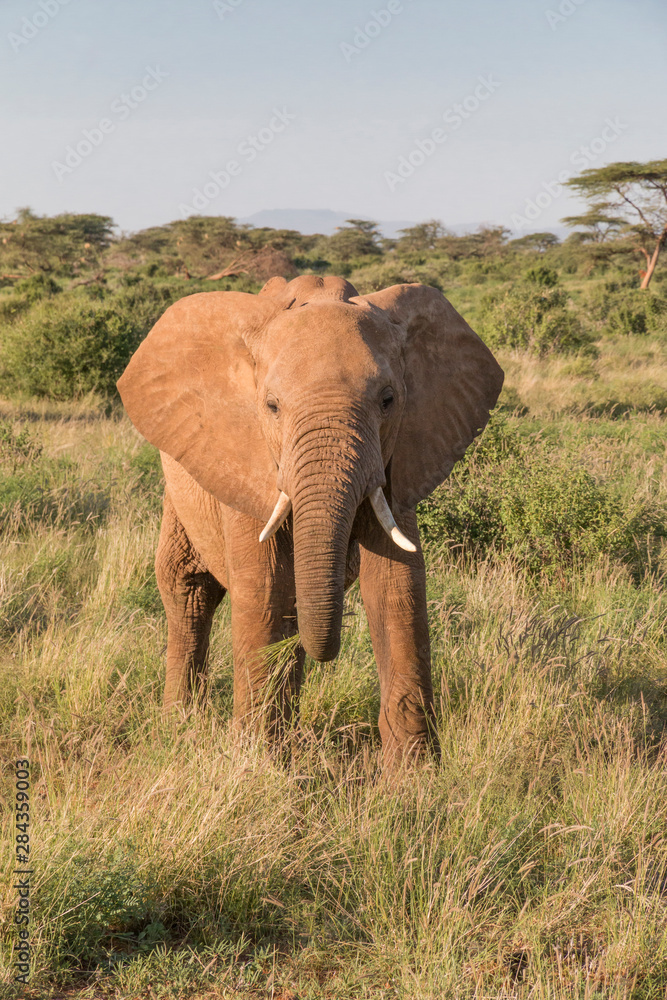 Fototapeta premium Afryka, Kenia, Rezerwat Narodowy Samburu. Słonie na sawannie (Loxodonta Africana).