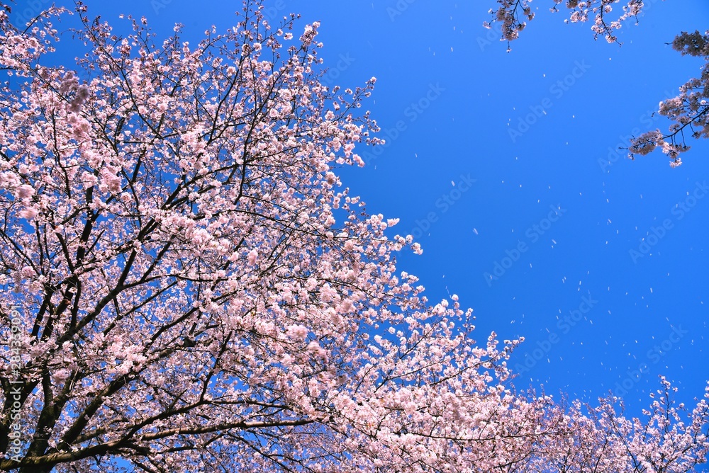 恩田川の桜