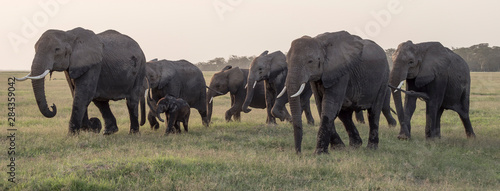 Africa, Kenya, Amboseli National Park. Elephants on the march. © Jaynes Gallery/Danita Delimont