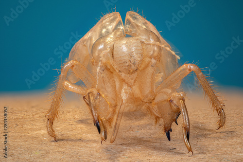 exuvie de cigale en macro (1X-5X) focus stacking