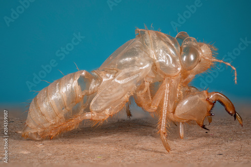Photos exuvie de cigale en macro (1X-5X) focus stacking