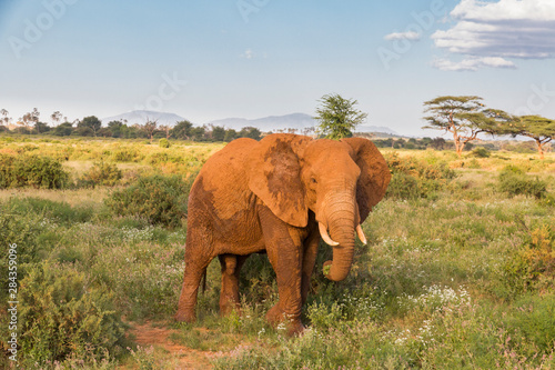 Africa  Kenya  Samburu National Reserve. Elephants in Savannah.  Loxodonta Africana .