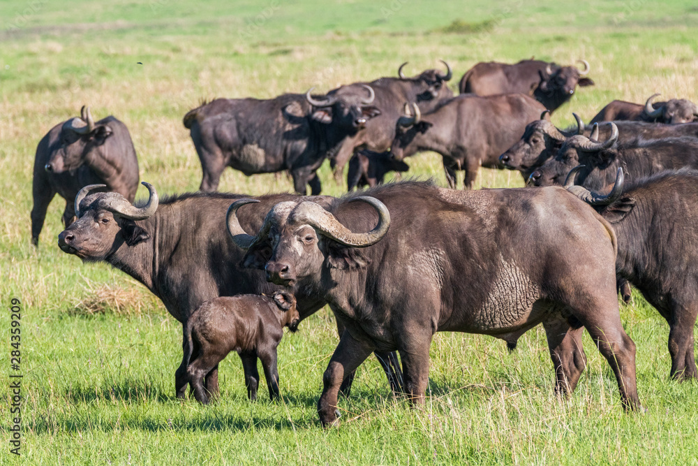Africa, Kenya, Masai Mara National Reserve. Blue Wildebeest. (Connochaetes taurinus.) Africa, Kenya, Masai Mara National Reserve. Blue Wildebeest. (Connochaetes taurinus.)