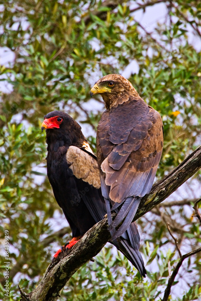 Two Bateleurs, one juvenile an one adult perched on a tree branch in the Maasai Mara Kenya. Two Bateleurs, one juvenile an one adult perched on a tree branch in the Maasai Mara Kenya.