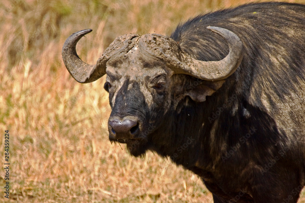 Cape Buffalo roaming the fields of Maasai Mara Kenya. Cape Buffalo roaming the fields of Maasai Mara Kenya.