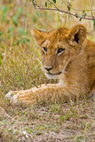 A little older lion cub laying in the bush in the Maasai Mara Kenya. 