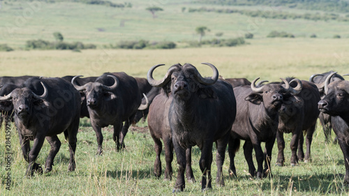 Africa, Kenya, Maasai Mara National Reserve. Alert cape buffalos.