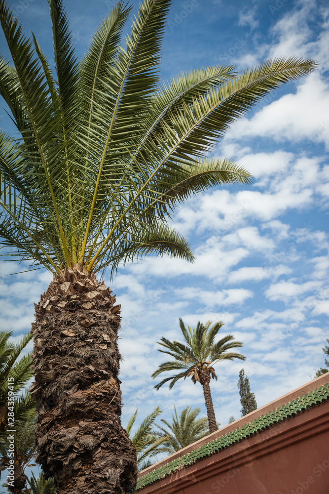 Africa, Morocco, Marrakesh. An upward facing shot of palm trees against a sky with scattered clouds.