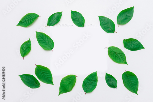 Scattered green leaves, white piece of paper, white background, copy space