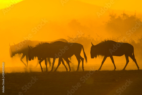 Silhouettes of Blue Wildebeest  Connochaetes taurinus  at sunset  Masai Mara National Reserve  Kenya