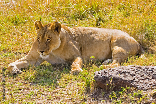 A lion sitting the high grass of the Maasai Mara. 