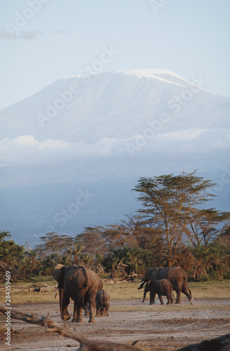 Africa, Kenya, Tanzania, Mt Kilimanjaro, Africa's highest peak, from Amboseli National Park