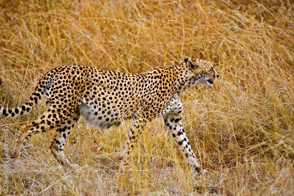 Obraz premium A Cheetah in the brush at the Maasai Mara Kenya. 