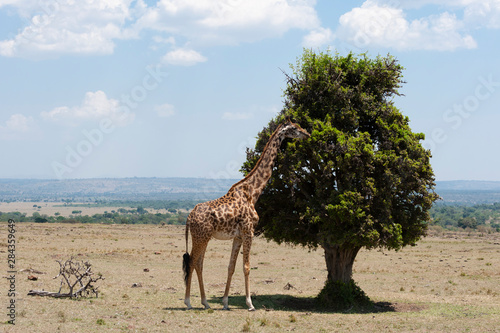 Masai giraffe (Giraffa camelopardalis), Masai Mara, Kenya.
