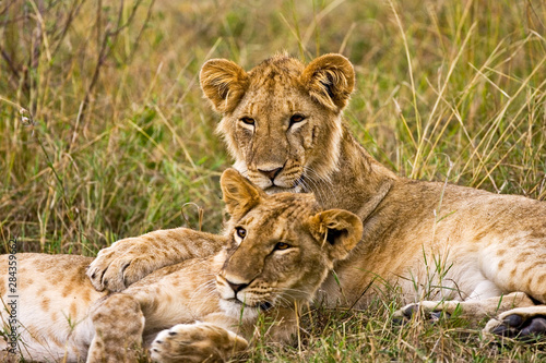 A lion cubs laying in the bush in the Maasai Mara Kenya. 