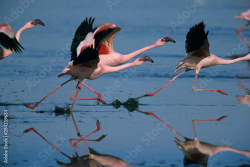 Lesser Flamingo, (Phoenicopterus minor), taking off on Lake Nakuru National Park, Kenya.
