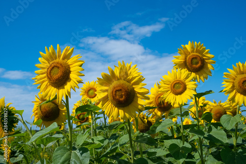 A field of yellow sunflowers against a deep blue sky with white clouds