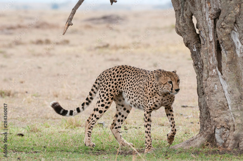 Obraz premium Cheetah (Acinonyx jubatus), Masai Mara, Kenya.