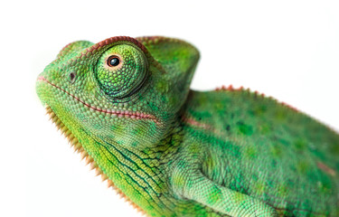chameleon - Chamaeleo calyptratus on a branch isolated on white