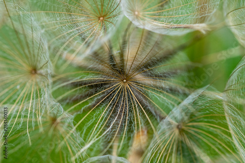 Wild flower dandelion clock seed head