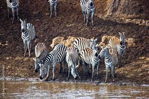 Fototapeta Naklejka Na Ścianę i Meble -  Crossing of the Mara River by Zebras and Wildebeest, migrating in the Maasai Mara Kenya. 