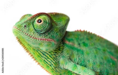 Fototapeta na wymiar kameleon - Chamaeleo calyptratus na gałęzi na białym tle