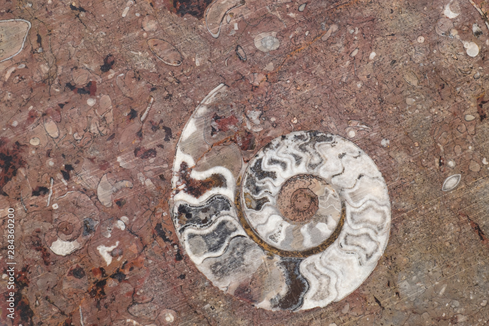 Morocco, Erfoud. Details of ammonites, and other fossils exposed on a cut slab of stone.