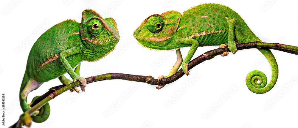 Fototapeta zielony kameleon - Chamaeleo calyptratus