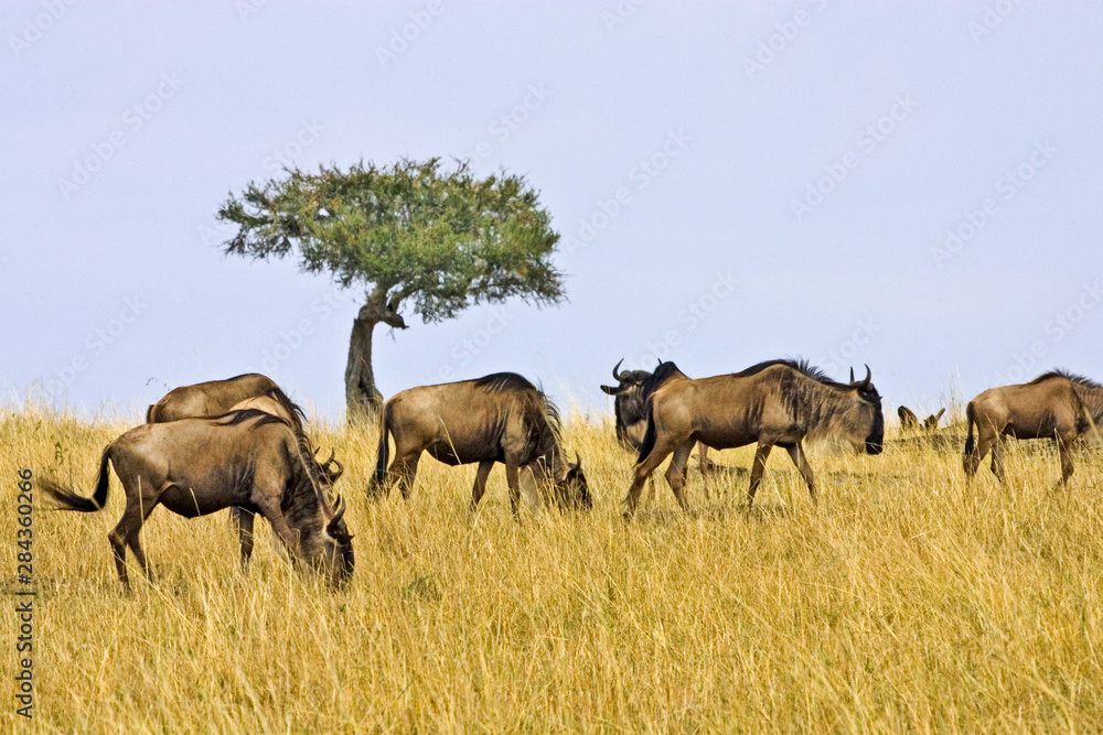 Crossing of the Mara River by Wildebeest, migrating in the Maasai Mara Kenya. Crossing of the Mara River by Wildebeest, migrating in the Maasai Mara Kenya.