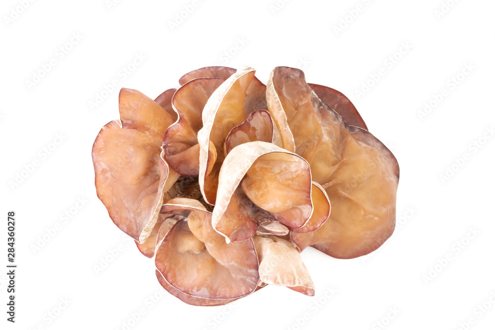 Fototapeta premium One Fresh Ear mushroom isolated on white background.