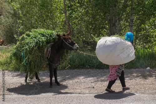 Morocco, a Moroccan woman brings back field greens for her other animals at home.