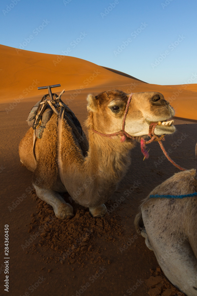 Fototapeta premium Morocco, Sahara. A camel appears to be smiling as it sits on the orange dunes of the Sahara at sunrise.