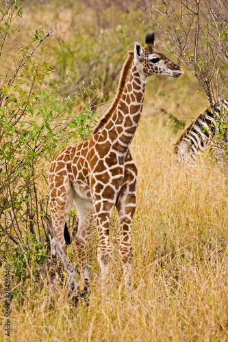 Maasai Giraffes roaming across the Maasai Mara Kenya. 