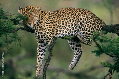 Leopard   Panthera pardus   Kenya  Masai Mara Reserve  adult female leopard resting in an acacia tree.
