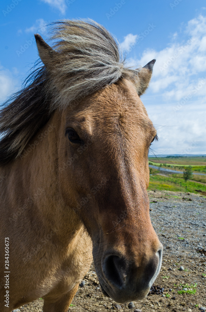 Obraz premium Icelandic Horse