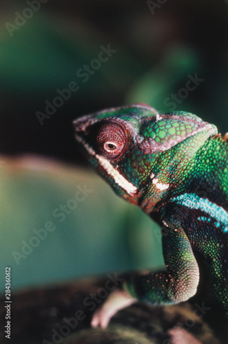 Madagascar, Red bar Panther Chameleon (Chamaeleo Pardalis)