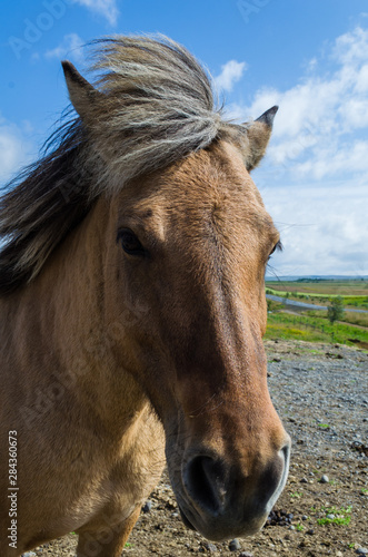 Icelandic Horse © Evan Gray
